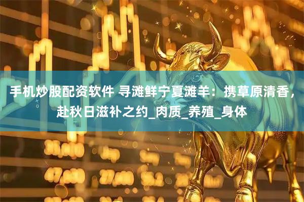 手机炒股配资软件 寻滩鲜宁夏滩羊：携草原清香，赴秋日滋补之约_肉质_养殖_身体